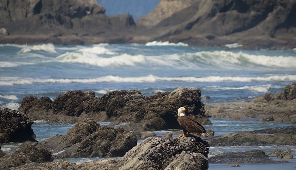 Bald eagle in olympic national park body of water