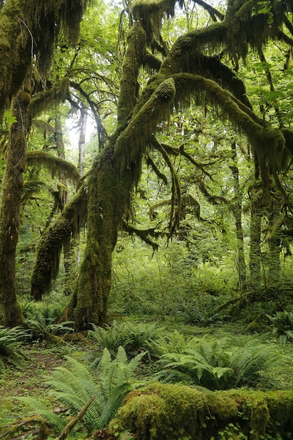 Foliage in Olympic National Park